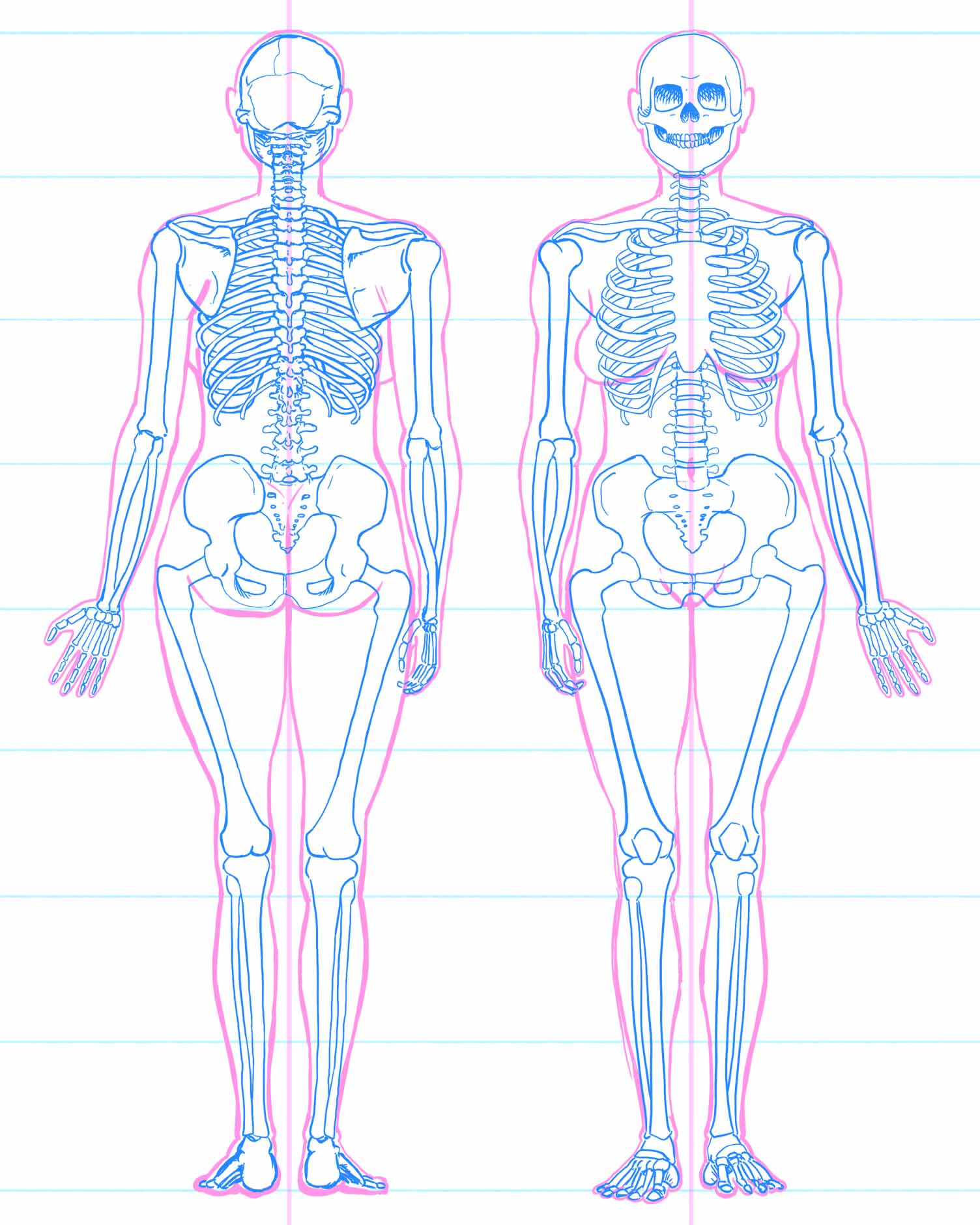skeleton-study Illustration